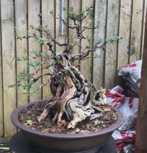 Repotting A Large Bonsai And Removing Ground Soil