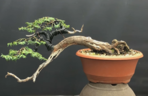 Creating A Bonsai With Nursery Material And A Big Bend