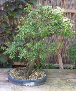 How To Feed Your Bonsai 2022