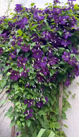 Clematis in the garden with one of my Olive bonsai