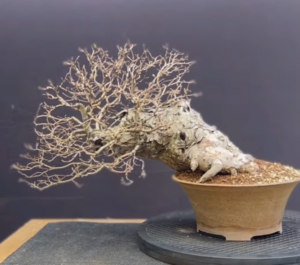 Elm Bonsai Tree From An Old Stump In 4 Years