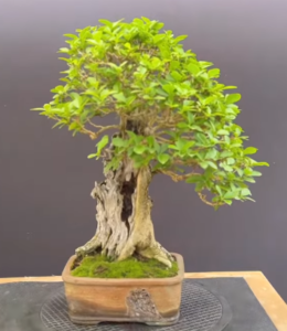 A Bonsai Tree Created From An Old Hedge