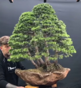 An Atlantic Cedar Bonsai Forest I wired and styled in 2020