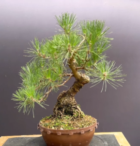 Japanese Black Pine Bonsai Seedlings: How To Develop And Thicken Trunks Faster!