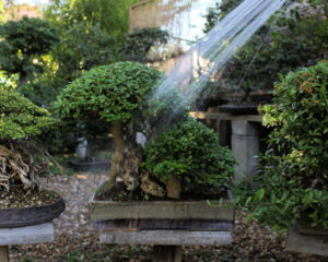 Watering bonsai