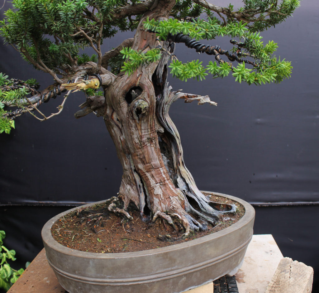 Taxus cuspidata Japanese Yew by Harry Harrington