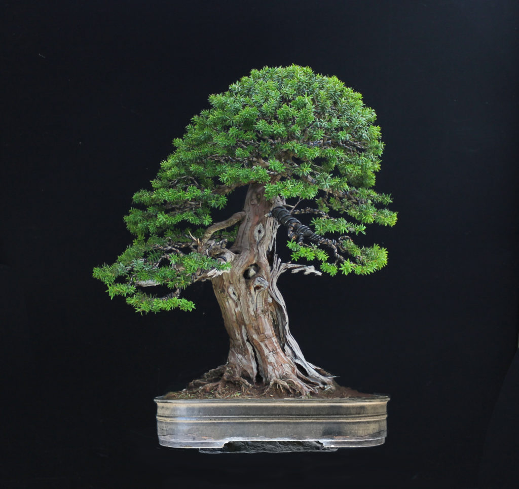 Taxus cuspidata Japanese Yew by Harry Harrington