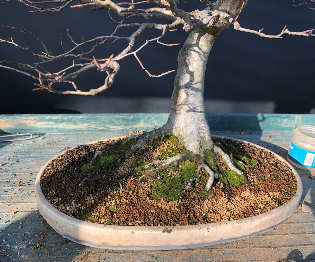 Deterring blackbirds from bonsai with netting