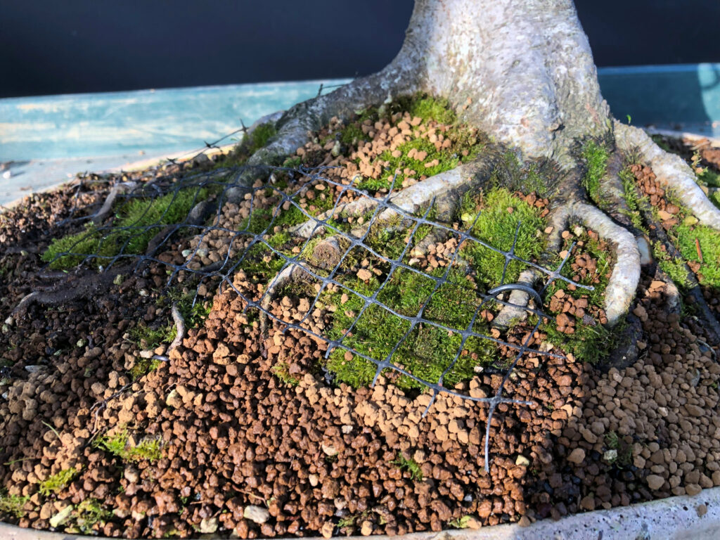 Deterring blackbirds from bonsai with netting