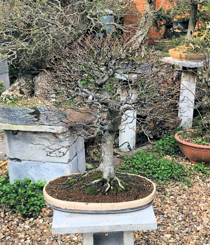 Deterring blackbirds from bonsai with netting