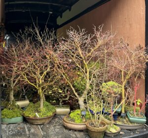 too many bonsai