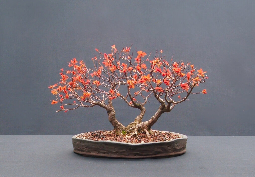 spiraea bonsai