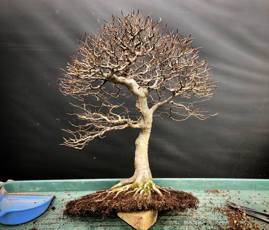 Beech bonsai root development