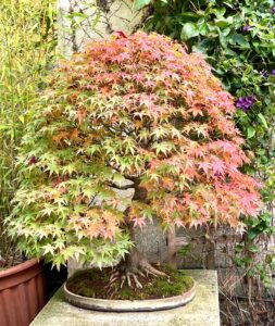 Japanese Maple bonsai autumn colour