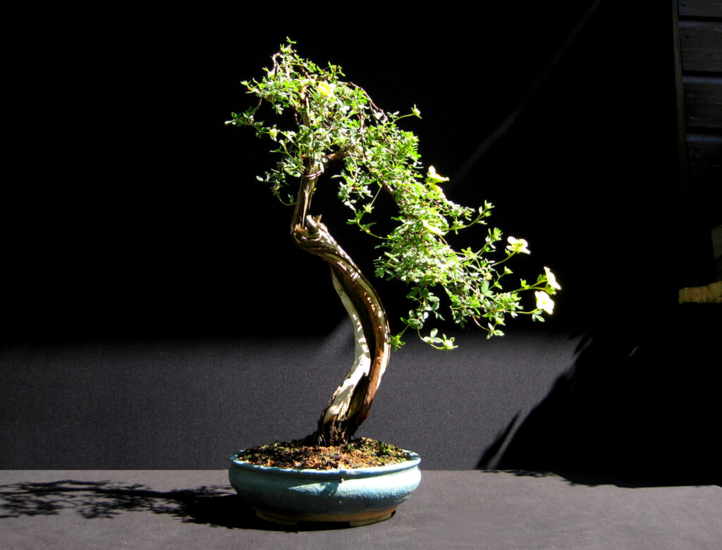 Potentilla bonsai