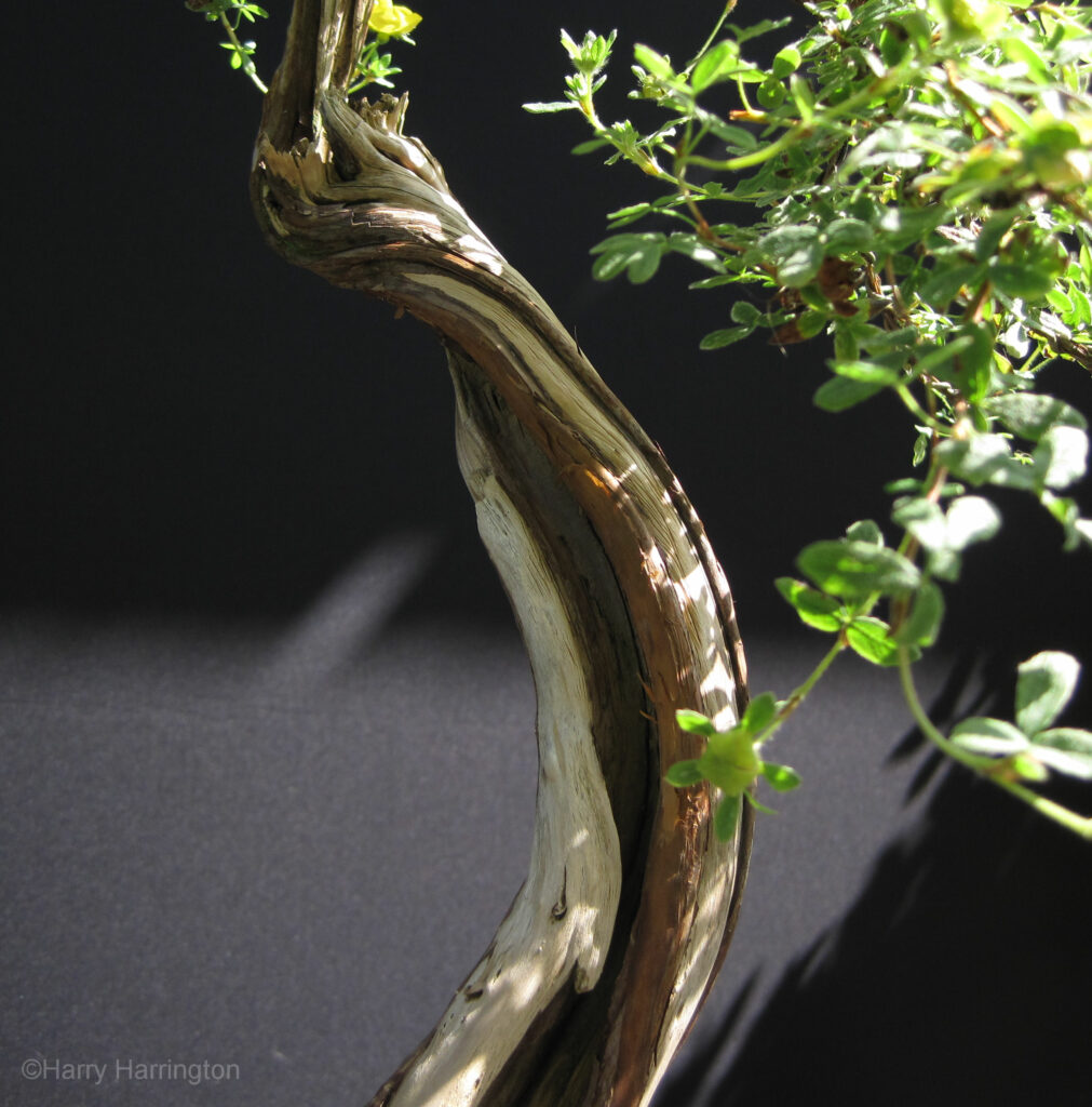 Detail of live veins on a Potentilla bonsai