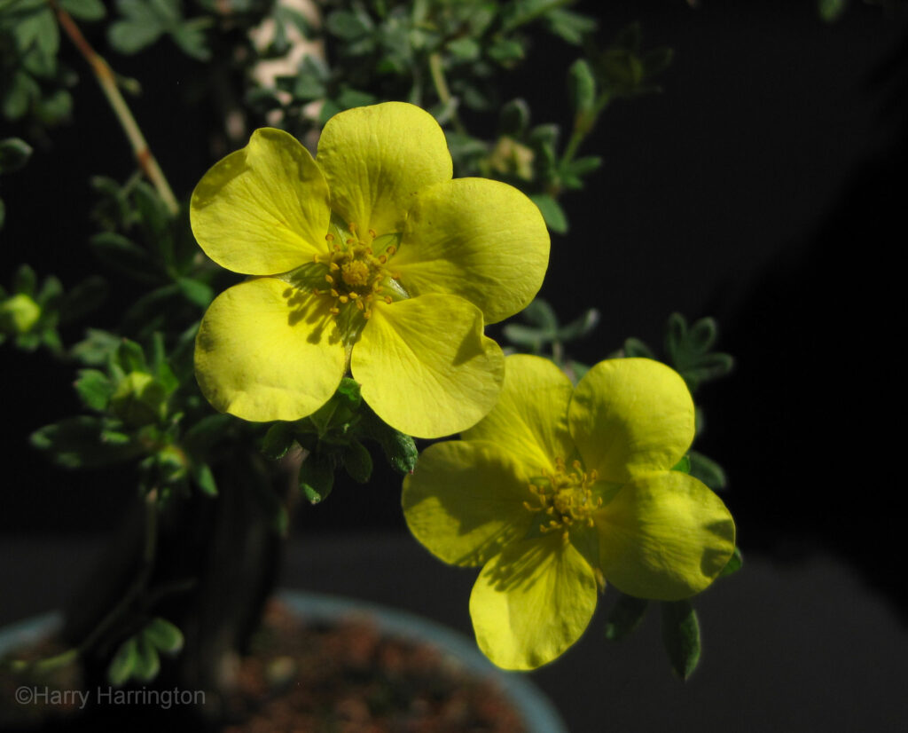 Potentilla bonsai flowers