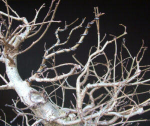 Developing branches for deciduous bonsai.