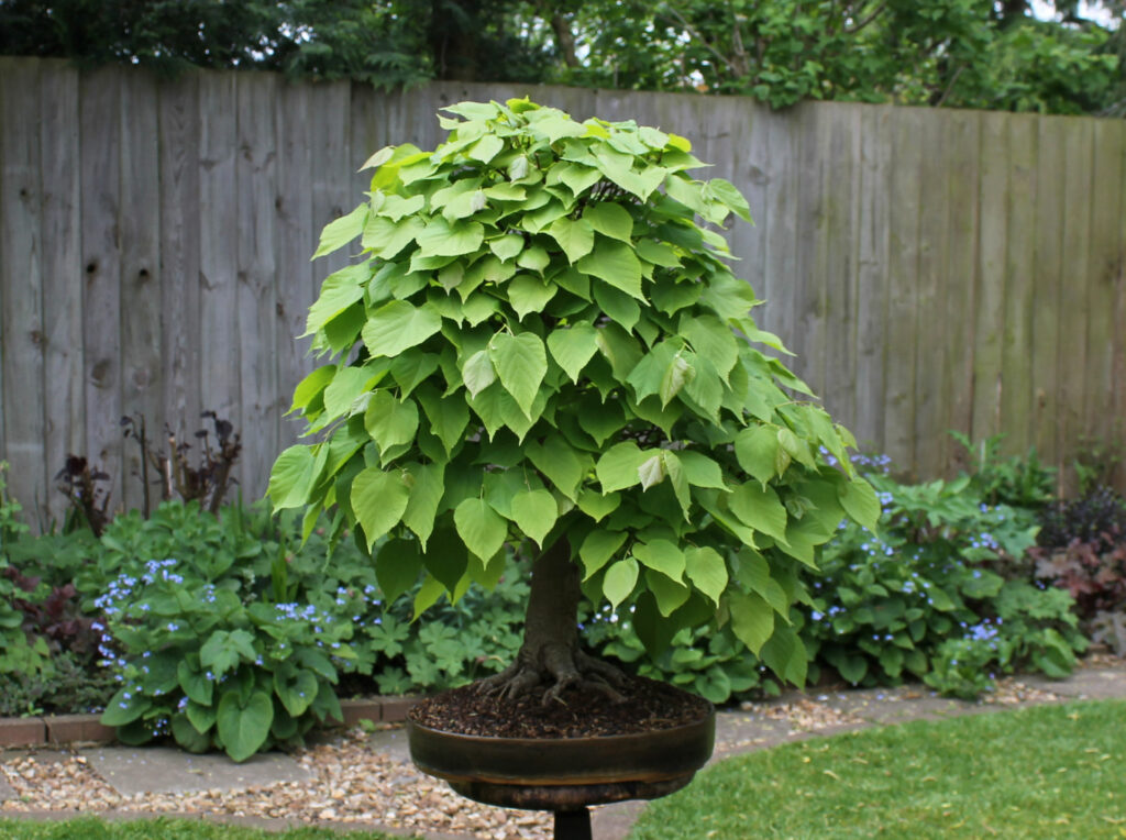 Linden field growing bonsai