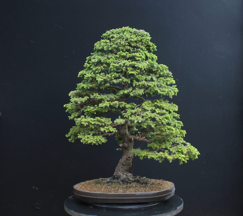 Black Spruce bonsai