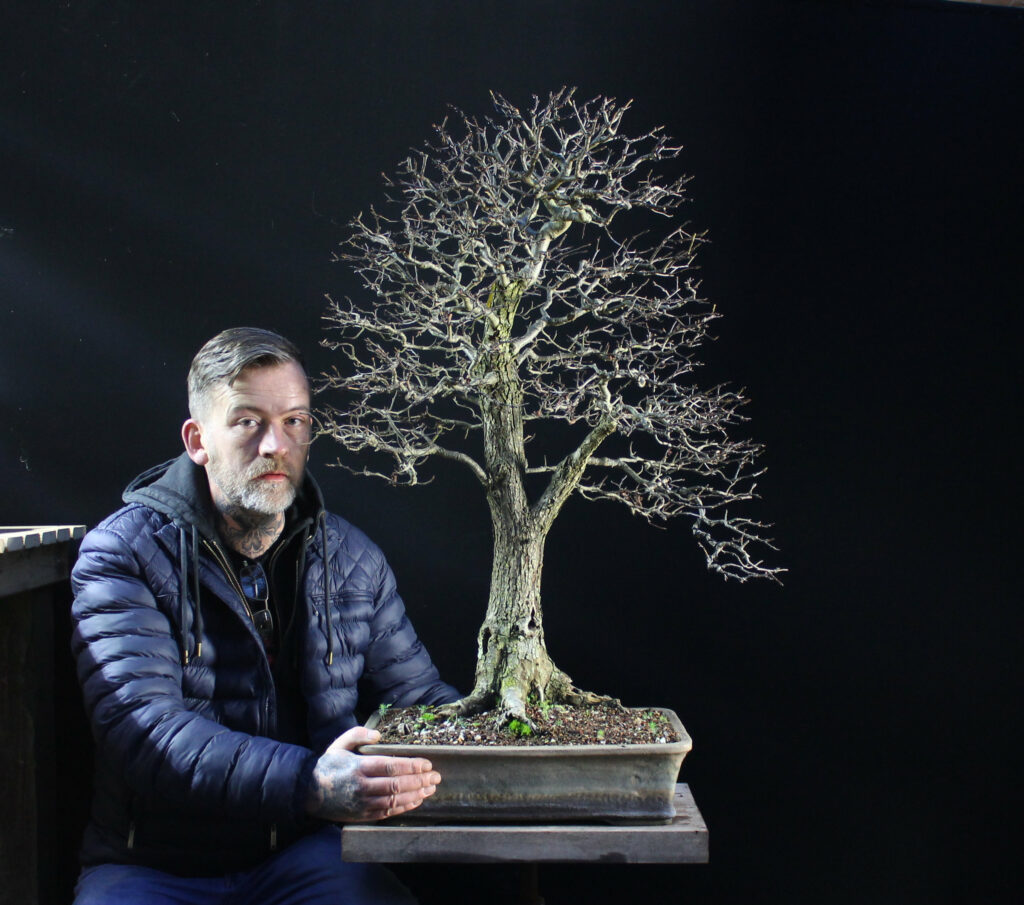 Hawthorn bonsai tree