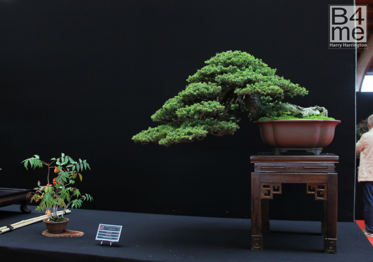 Ezo Spruce by Luis Balino Bonsai pot Nakano Gyouzan European Bonsai San Show 2019 (63)