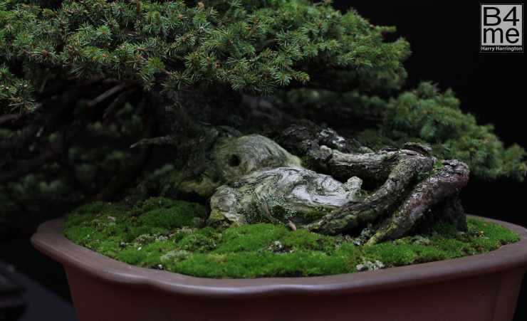 Ezo Spruce by Luis Balino Bonsai pot Nakano Gyouzan European Bonsai San Show 2019 (63)