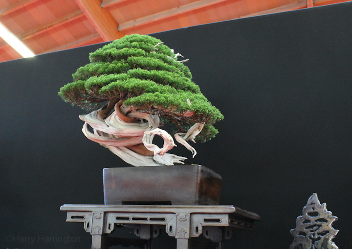 Juniperus Chinensis Itoigawa. Owner Noel Suarez Garcia. Pot Yamaaki. European Bonsai Sans Saulieu Bonsai Show 2016
