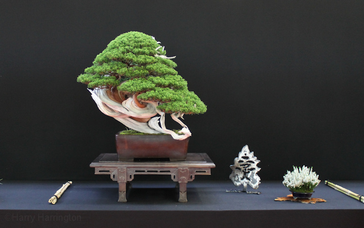 Juniperus chinensis Itoigawa. Owner Noel Suarez Garcia. Pot Yamaaki. European Bonsai Sans Saulieu Bonsai Show 2016