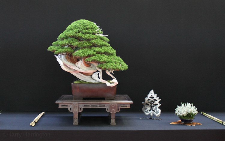 Species Guides – Bonsai4Me