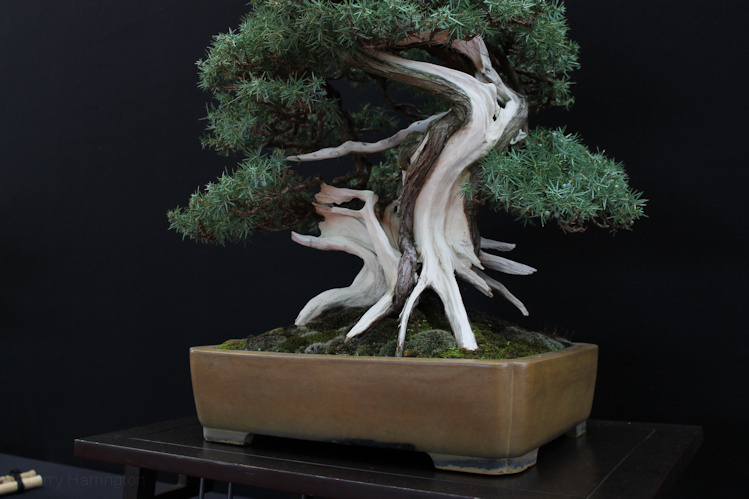 Juniperus communis Owner Andrea Benevieri. Pot Tokoname. Saulieu Bonsai Show 2016