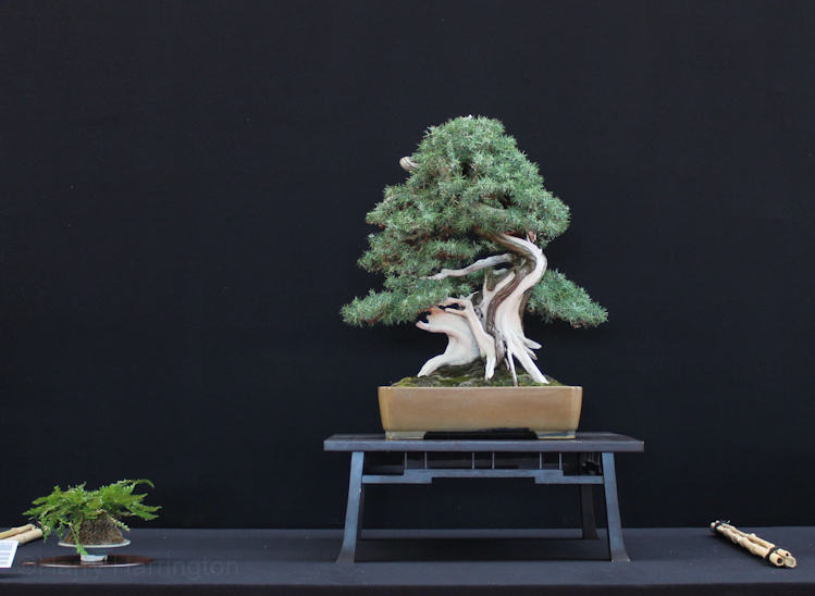 Juniperus communis Owner Andrea Benevieri Pot Tokoname Saulieu Bonsai Show 161016
