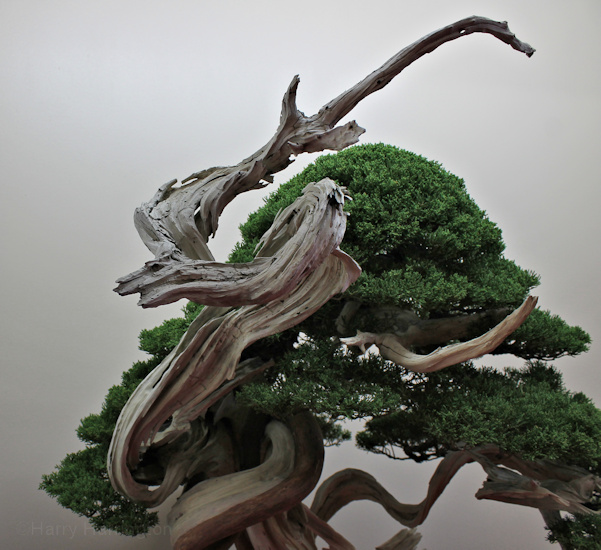 Juniperus chinensis Itoigawa. Owner Luis Balino. Pot Japan European Bonsai Sans Saulieu Bonsai Show 2016