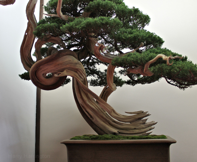 Juniperus chinensis Itoigawa. Owner Luis Balino. Pot Japan European Bonsai Sans Saulieu Bonsai Show 2016