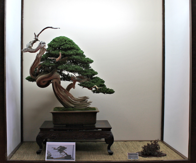 Juniperus itoigawa Owner Luis Balino Pot Japan European Bonsai Sans Saulieu Bonsai Show 2016