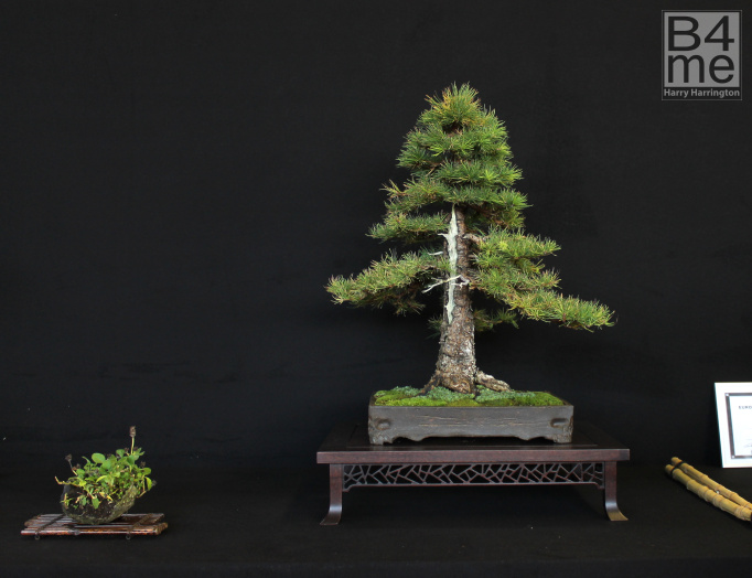 Larix decidua European Larch bonsai by Martin Nielson Bonsai pot by Thor Holvila European Bonsai San Show 2019 (66)