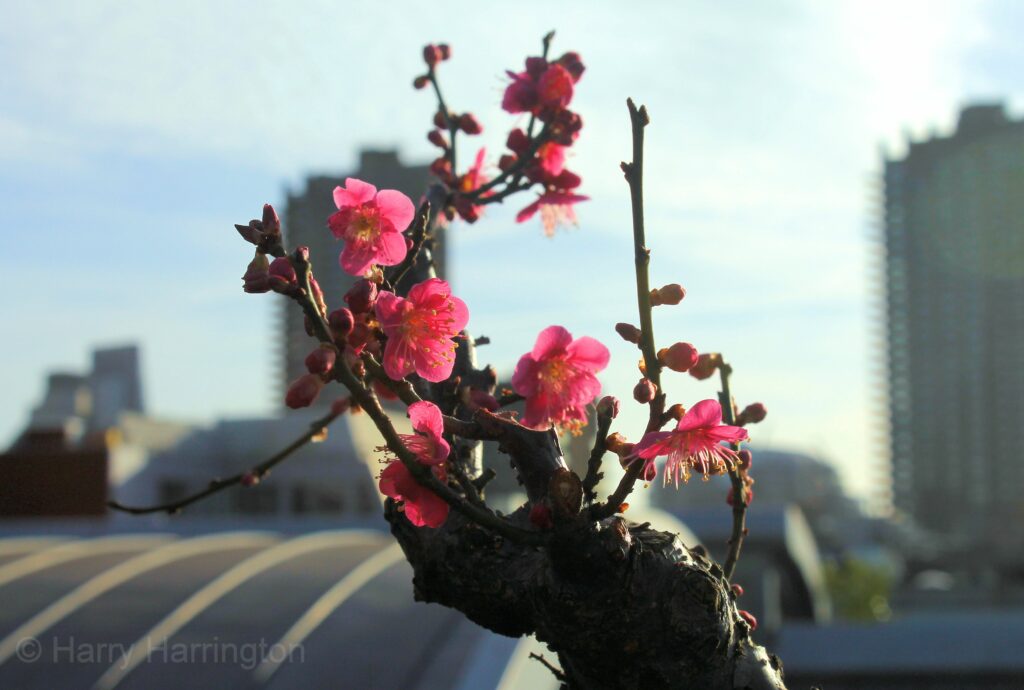 Bonsai cherry blossom