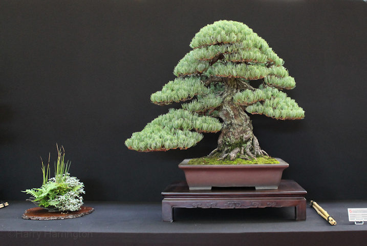 Pinus pentaphylla Owner Andres Alvarez Pot Yamaaki European Bonsai Sans Saulieu Bonsai Show 2016 (16)