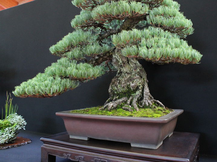 Pinus parviflora Owner Andres Alvarez Pot Yamaaki. European Bonsai Sans Saulieu Bonsai Show 2016