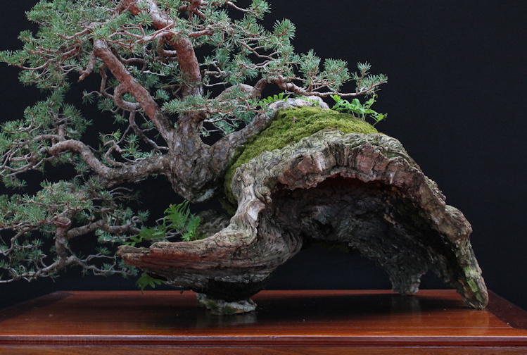 Pinus sylvestris Owner Baudouin De Lorgeril. Pot Deadwood. Saulieu Bonsai Show 2016