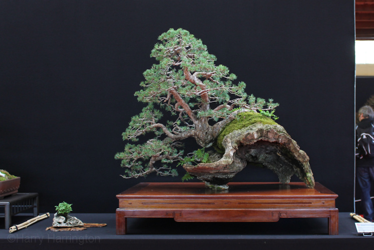 Pinus sylvestris Owner Baudouin De Lorgeril Pot Deadwood Saulieu Bonsai Show 161016