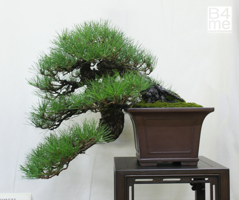 Pinus thunbergii Japanese Black Pine bonsai Owner Mike Rose Tokoname bonsai pot Expo Bonsai UK Show London 2019 (3)