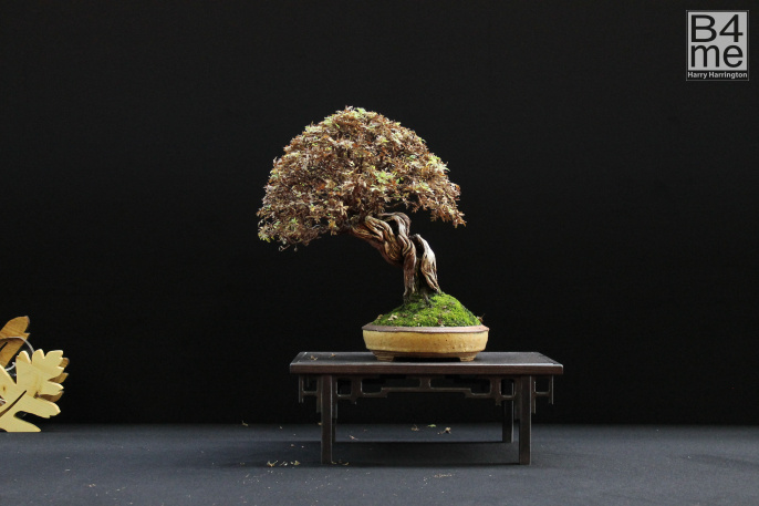 Potentilla fruiticosa Potentilla bonsai the winner of the Bonsai4me.com Deciduous Chuhin Best In Show Award By Jirka Novak European Bonsai San Show 2019 (20)