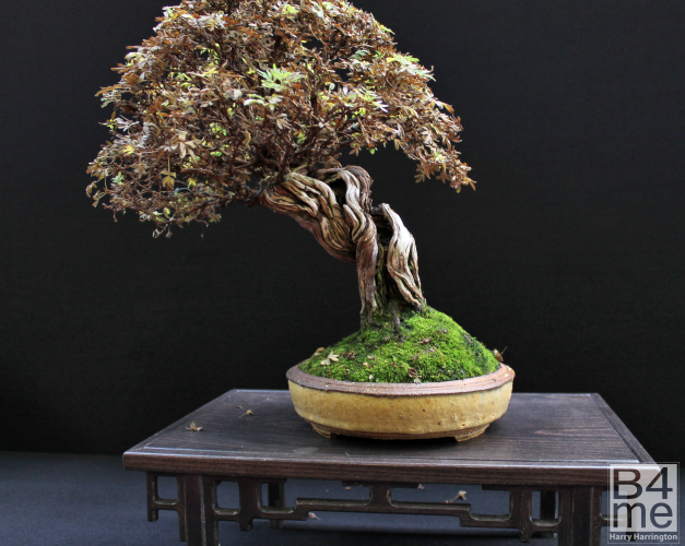 Potentilla fruiticosa Potentilla bonsai the winner of the Bonsai4me.com Deciduous Chuhin Best In Show Award By Jirka Novak European Bonsai San Show 2019 (20)