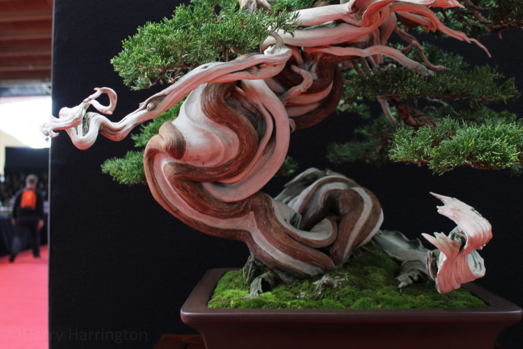 Sabina Juniper bonsai by Gabriel Romero Aguade. Bonsai pot Keizan. Saulieu Bonsai Show 2017