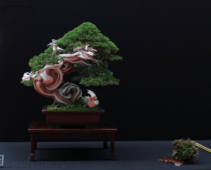 Sabina Juniper bonsai by Gabriel Romero Aguade Bonsai pot KeizanSaulieu 161017