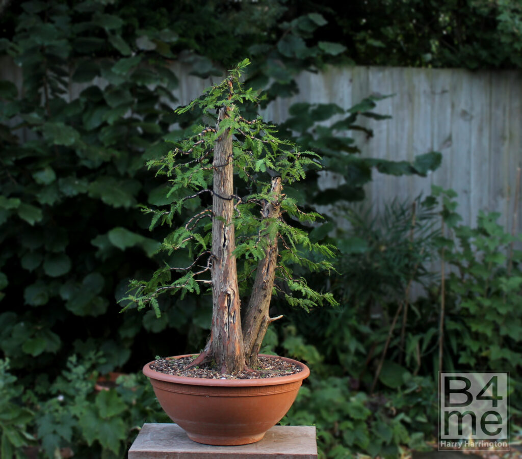 swamp cypress bonsai