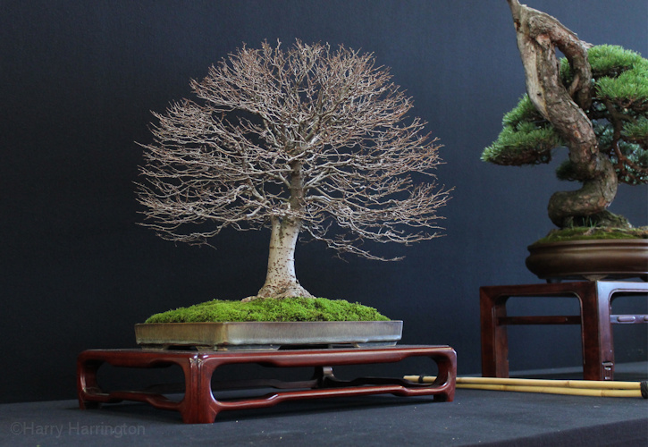 Zelkova serrata Owner Alain de Wachter Pot Klika Saulieu Bonsai Show 161016