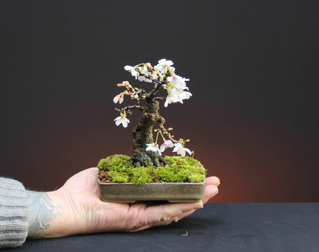 Prunus incisa/Cherry bonsai flowers.