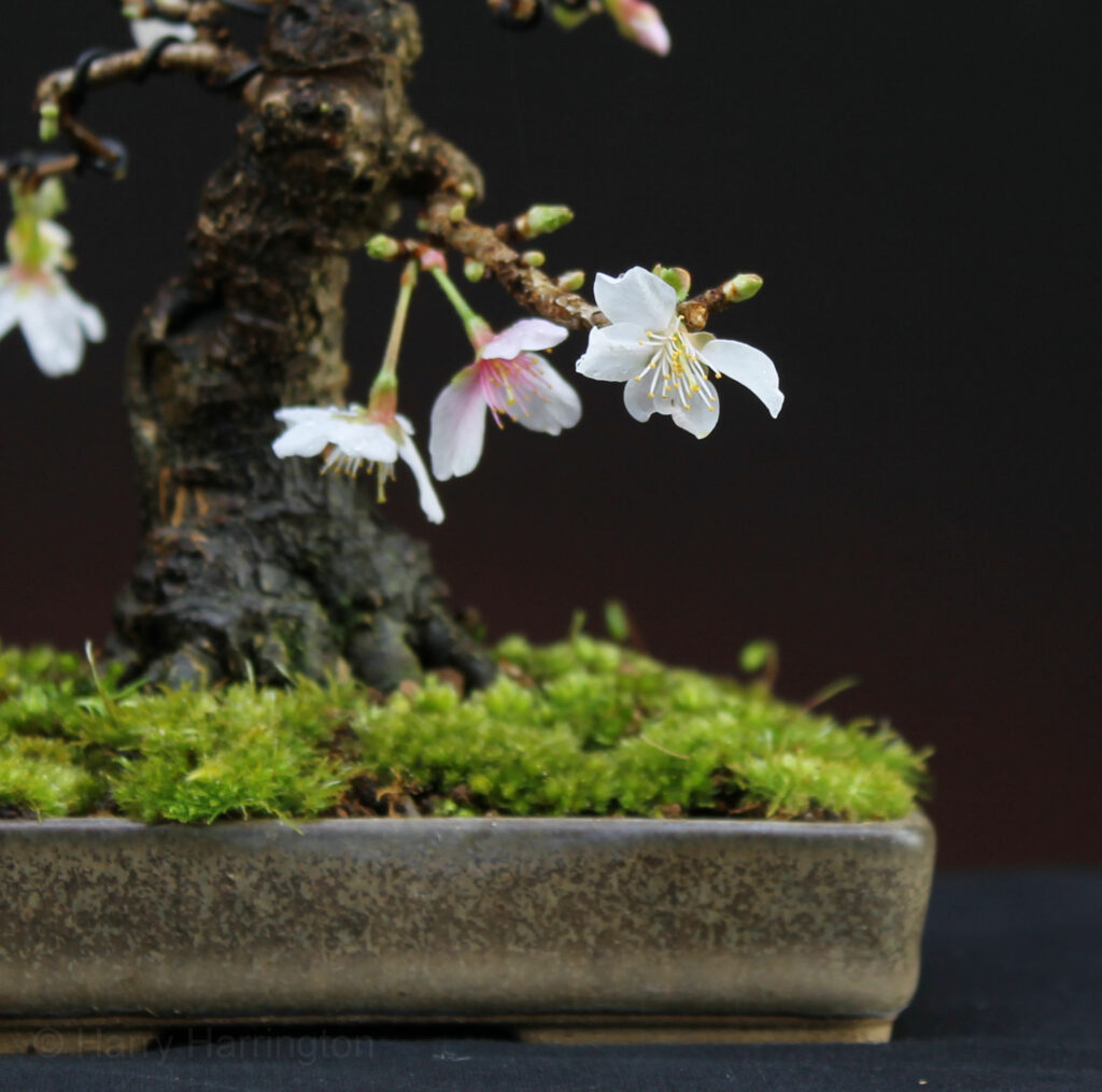 Prunus incisa/Cherry bonsai. 